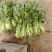 雪菜种子雪里蕻大拉菜酱菜厂专供9.9包邮