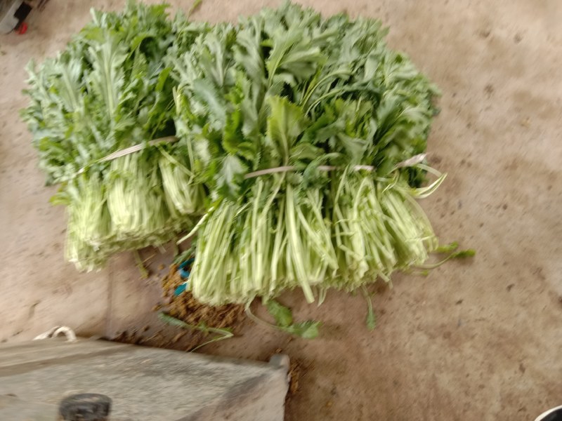 雪菜种子雪里蕻大拉菜酱菜厂专供9.9包邮