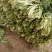 雪菜种子雪里蕻大拉菜酱菜厂专供9.9包邮