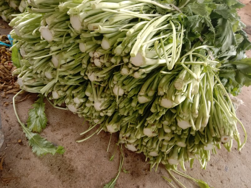 雪菜种子雪里蕻大拉菜酱菜厂专供9.9包邮