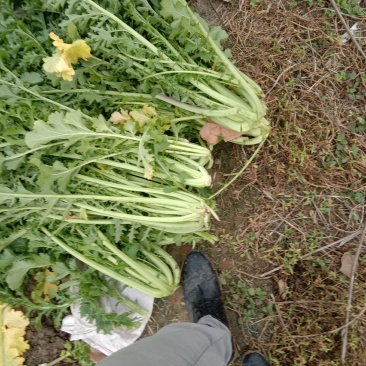 雪菜种子雪里蕻大拉菜酱菜厂专供9.9包邮