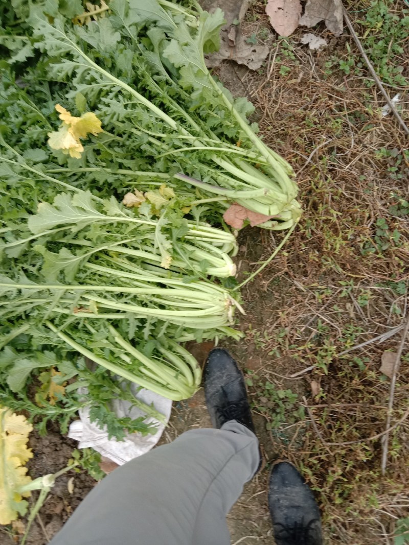 雪菜种子雪里蕻大拉菜酱菜厂专供9.9包邮
