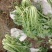 雪菜种子雪里蕻大拉菜酱菜厂专供9.9包邮