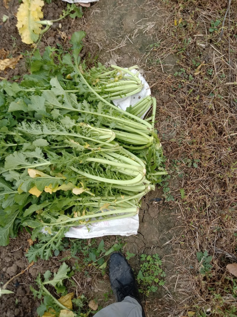 雪菜种子雪里蕻大拉菜酱菜厂专供9.9包邮