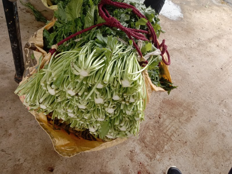 雪菜种子雪里蕻大拉菜酱菜厂专供9.9包邮