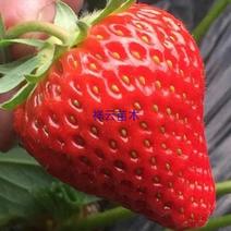 【热销】奶油草莓苗，甜查理，四季草莓苗，包品种，包成活