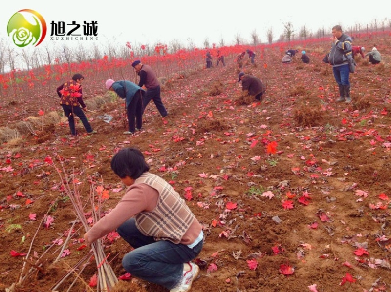 地栽美国红枫红舞姬日本红枫四季红枫规格齐全