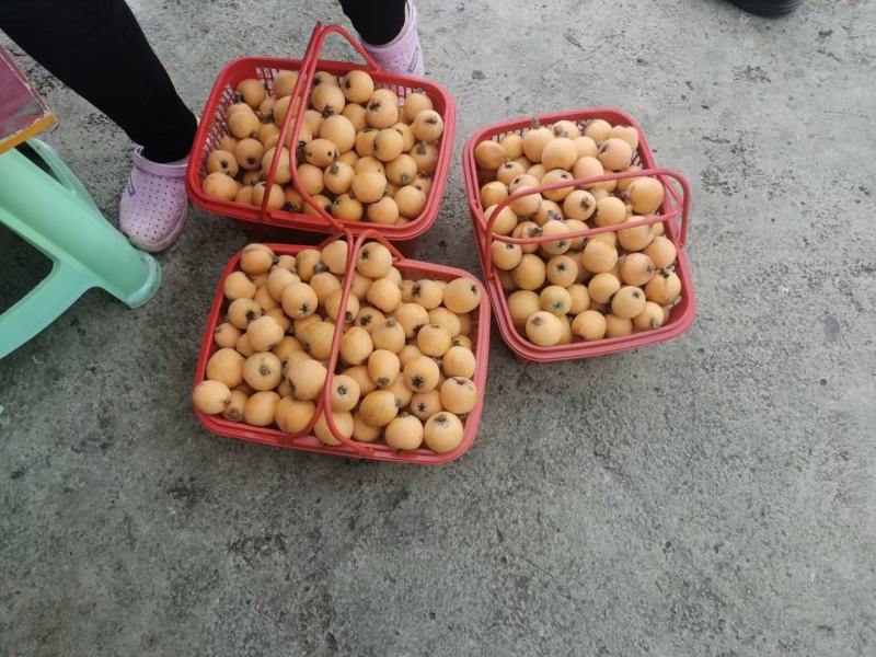 【大五星枇杷】基地直发欢迎欢迎热烈欢迎欢迎欢迎热烈欢迎