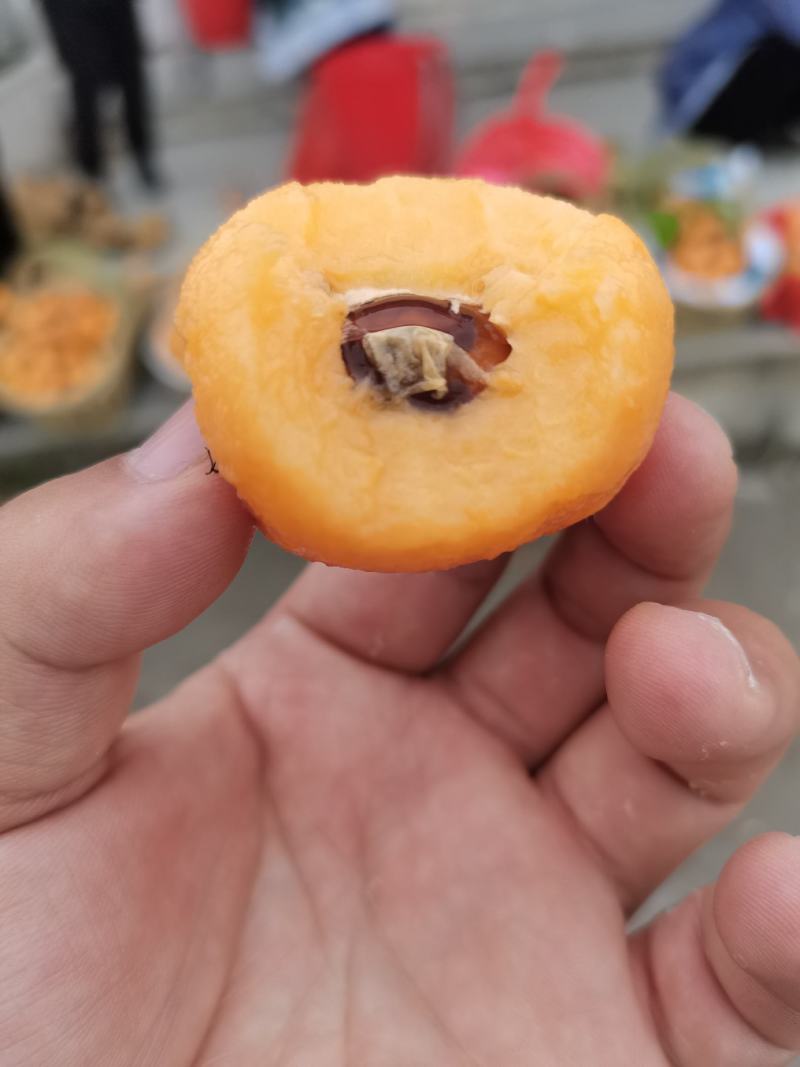 【大五星枇杷】基地直发欢迎欢迎热烈欢迎欢迎欢迎热烈欢迎