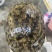外塘冷水池精品黑花黄花青花公甲鱼老鳖团鱼批发鱼靓品质高