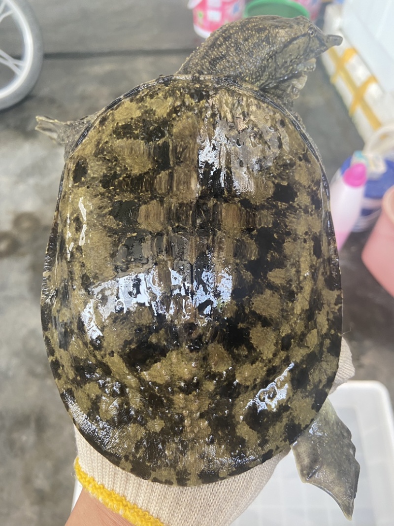 外塘冷水池精品黑花黄花青花公甲鱼老鳖团鱼批发鱼靓品质高