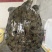 外塘冷水池精品黑花黄花青花公甲鱼老鳖团鱼批发鱼靓品质高