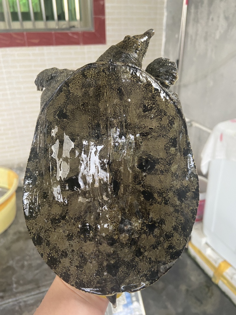 外塘冷水池精品黑花黄花青花公甲鱼老鳖团鱼批发鱼靓品质高