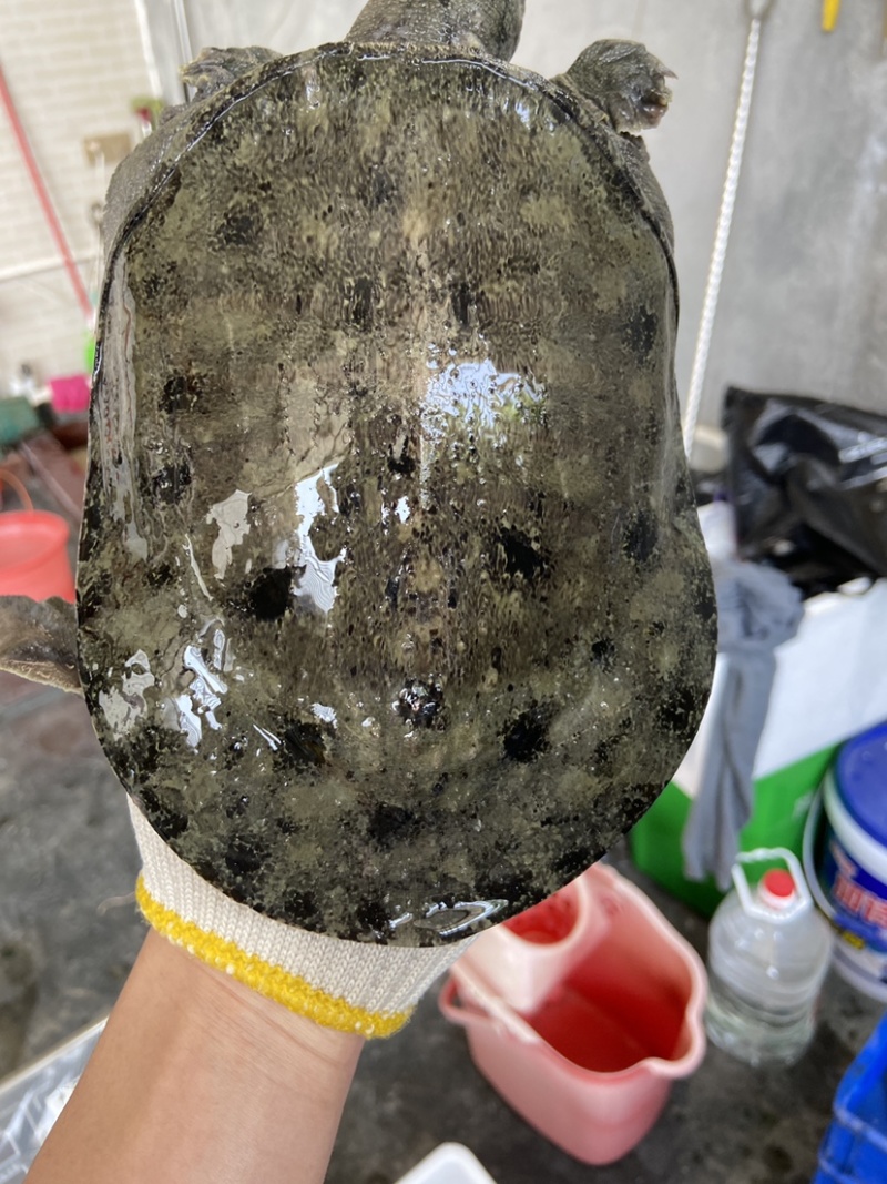 外塘冷水池精品黑花黄花青花公甲鱼老鳖团鱼批发鱼靓品质高