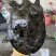 外塘冷水池精品黑花黄花青花公甲鱼老鳖团鱼批发鱼靓品质高