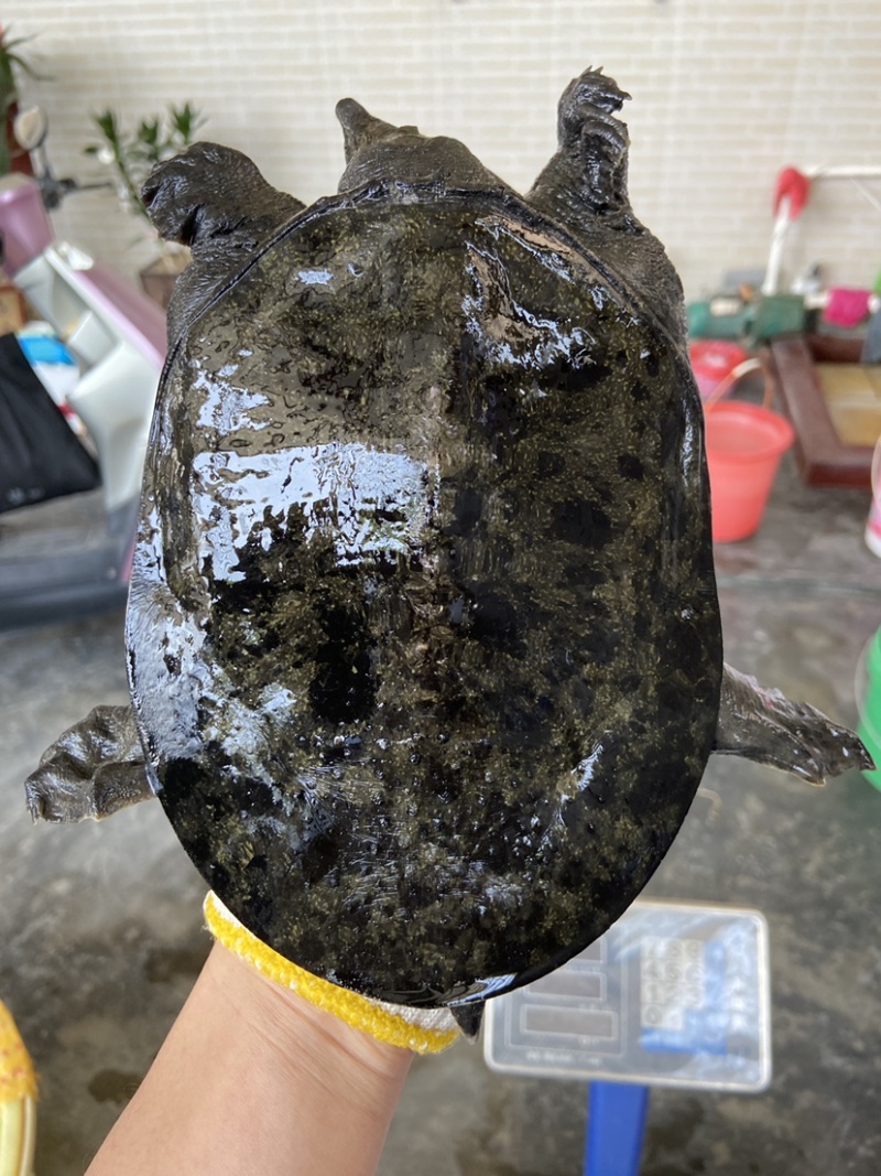 外塘冷水池精品黑花黄花青花公甲鱼老鳖团鱼批发鱼靓品质高