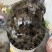 外塘冷水池精品黑花黄花青花公甲鱼老鳖团鱼批发鱼靓品质高