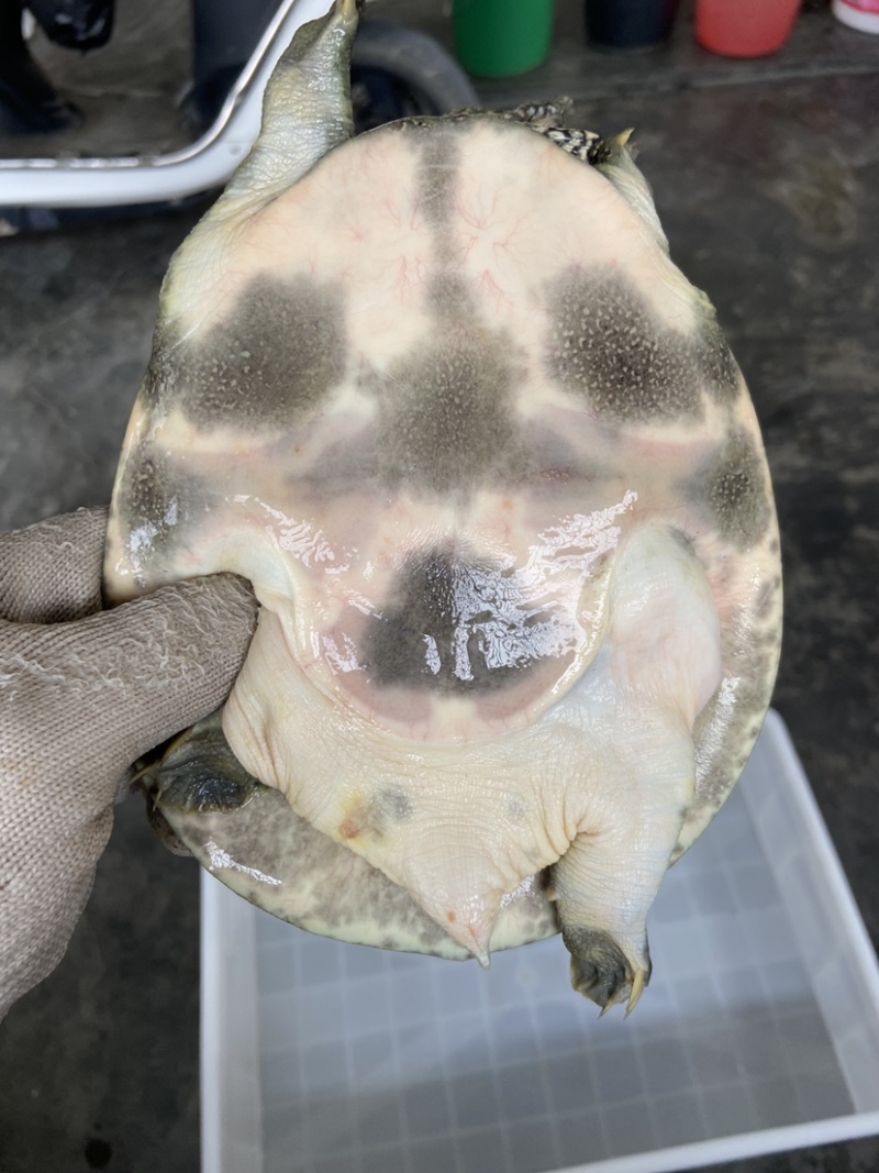 外塘冷水池精品黑花黄花青花公甲鱼老鳖团鱼批发鱼靓品质高