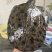 外塘冷水池精品黑花黄花青花公甲鱼老鳖团鱼批发鱼靓品质高