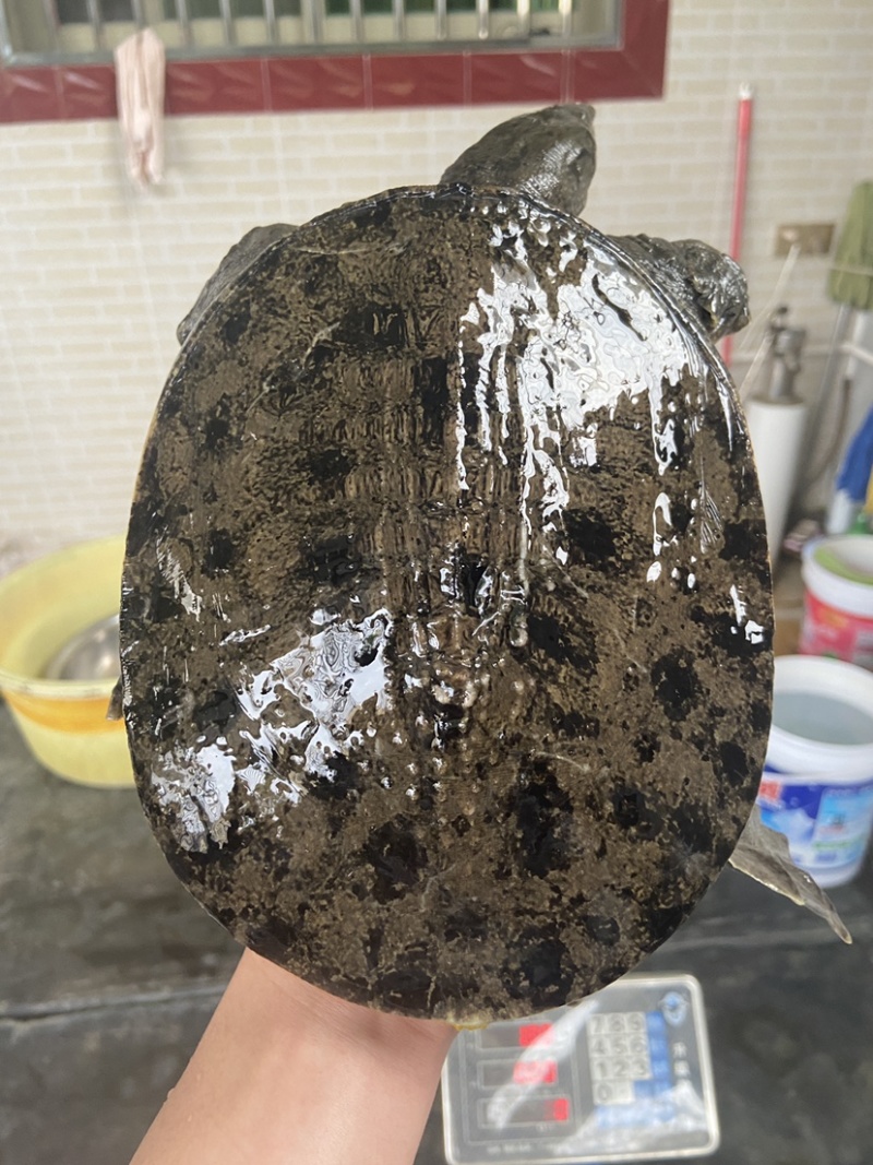 外塘冷水池精品黑花黄花青花公甲鱼老鳖团鱼批发鱼靓品质高