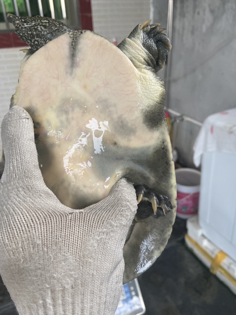 外塘冷水池精品黑花黄花青花公甲鱼老鳖团鱼批发鱼靓品质高