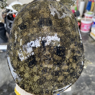 外塘冷水池精品黑花黄花青花公甲鱼老鳖团鱼批发鱼靓品质高