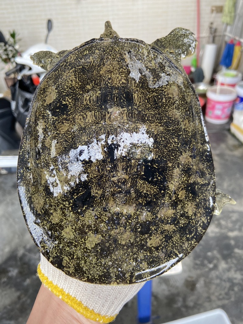 外塘冷水池精品黑花黄花青花公甲鱼老鳖团鱼批发鱼靓品质高