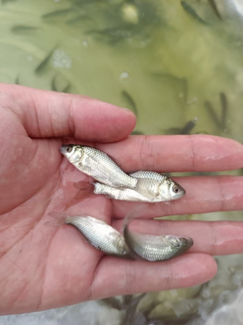 中科三号，中科五号鲫鱼苗，生长速度快产量效率高，苗场直供