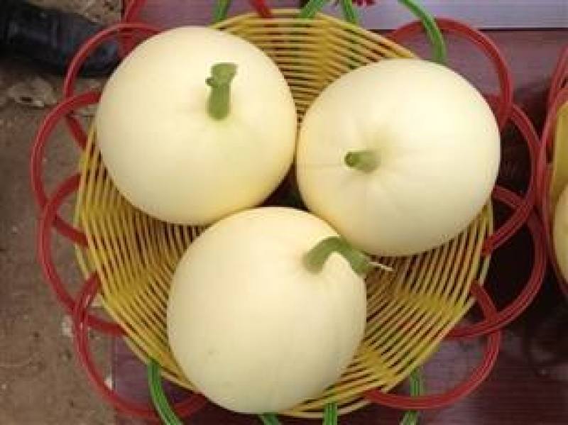 甜瓜星甜20小蜜蜂博洋羊角蜜产地直供可对接各种电商欢迎电联