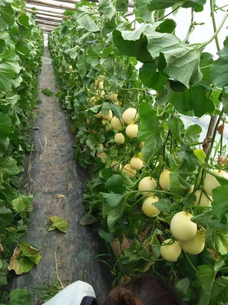 甜瓜星甜20小蜜蜂博洋羊角蜜产地直供可对接各种电商欢迎电联
