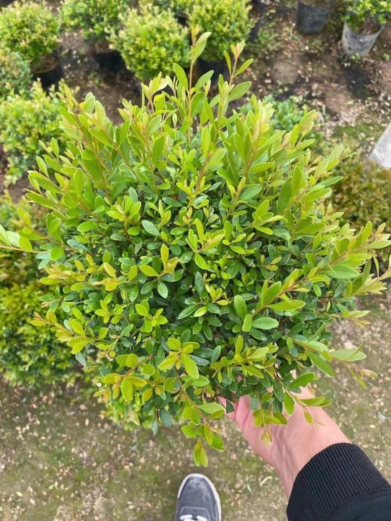 赤楠小叶赤楠盆栽植物四季常青室内净化空气绿植
