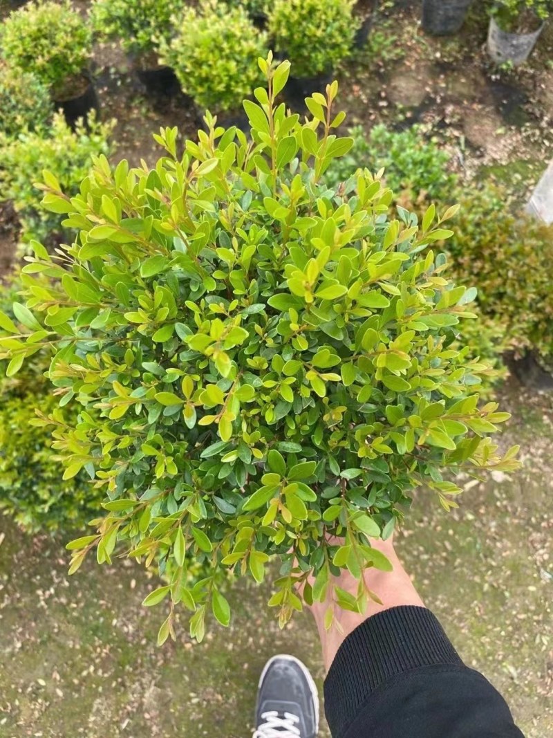 赤楠小叶赤楠盆栽植物四季常青室内净化空气绿植