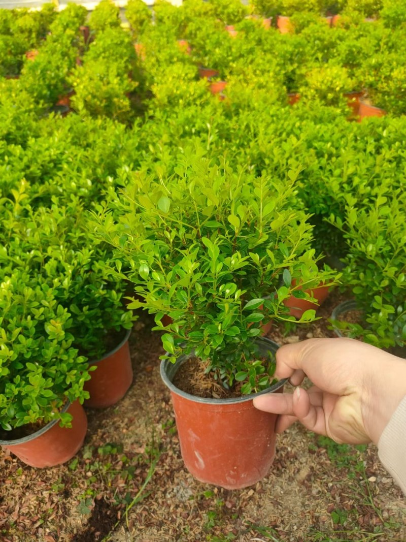 赤楠小叶赤楠盆栽植物四季常青室内净化空气绿植