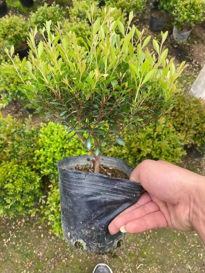 赤楠小叶赤楠盆栽植物四季常青室内净化空气绿植