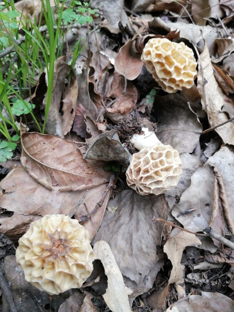 高海拔羊肚菌菇新鲜野生蘑菇菌类干货批发煲汤食材50g包邮
