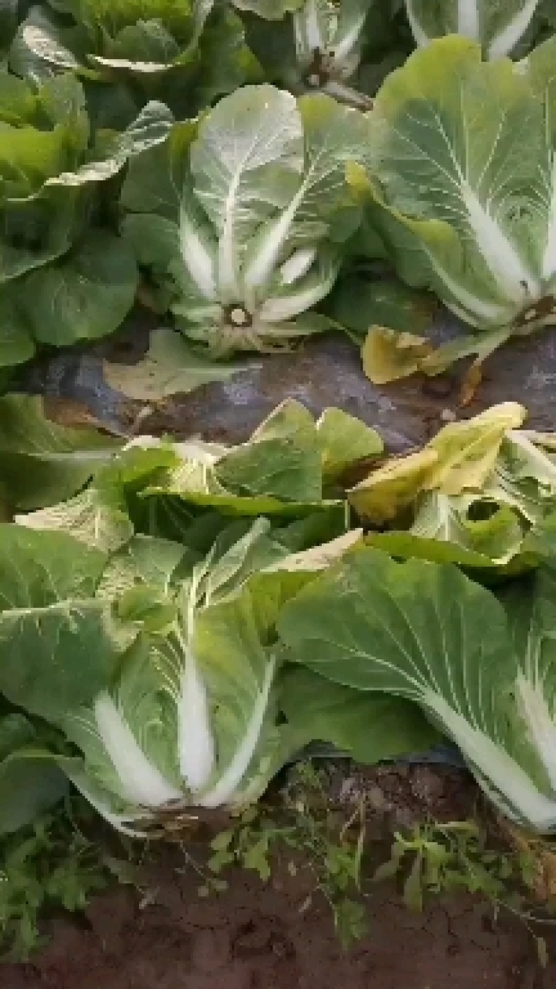 新野合顺蔬大棚精品黄心大白菜质量好价格低有需要的联系