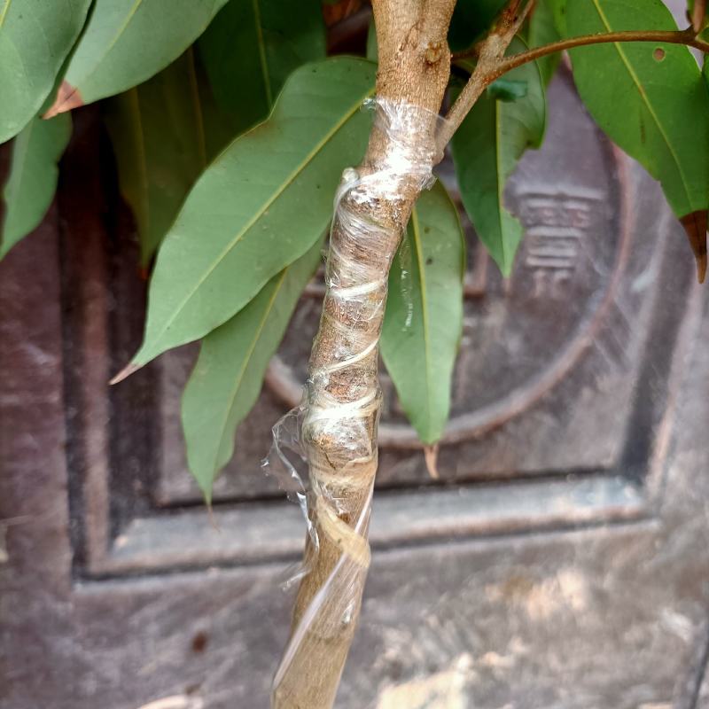 新品种仙进奉荔枝紫皮冰荔桂味妃子笑荔枝王南北可种