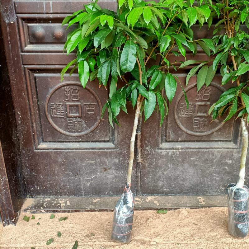 新品种仙进奉荔枝紫皮冰荔桂味妃子笑荔枝王南北可种
