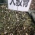 野生大驳骨中药材大驳骨颜色青绿