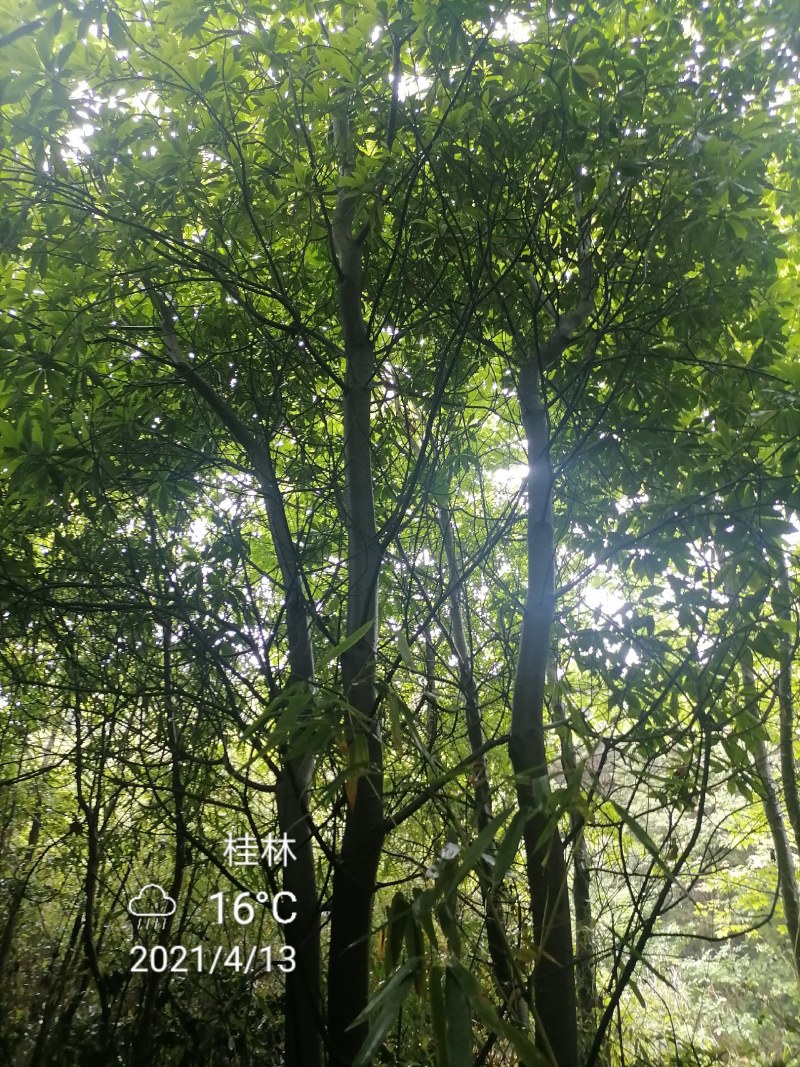 枫香，10-30公分枫香长期供应！山货地苗都有！