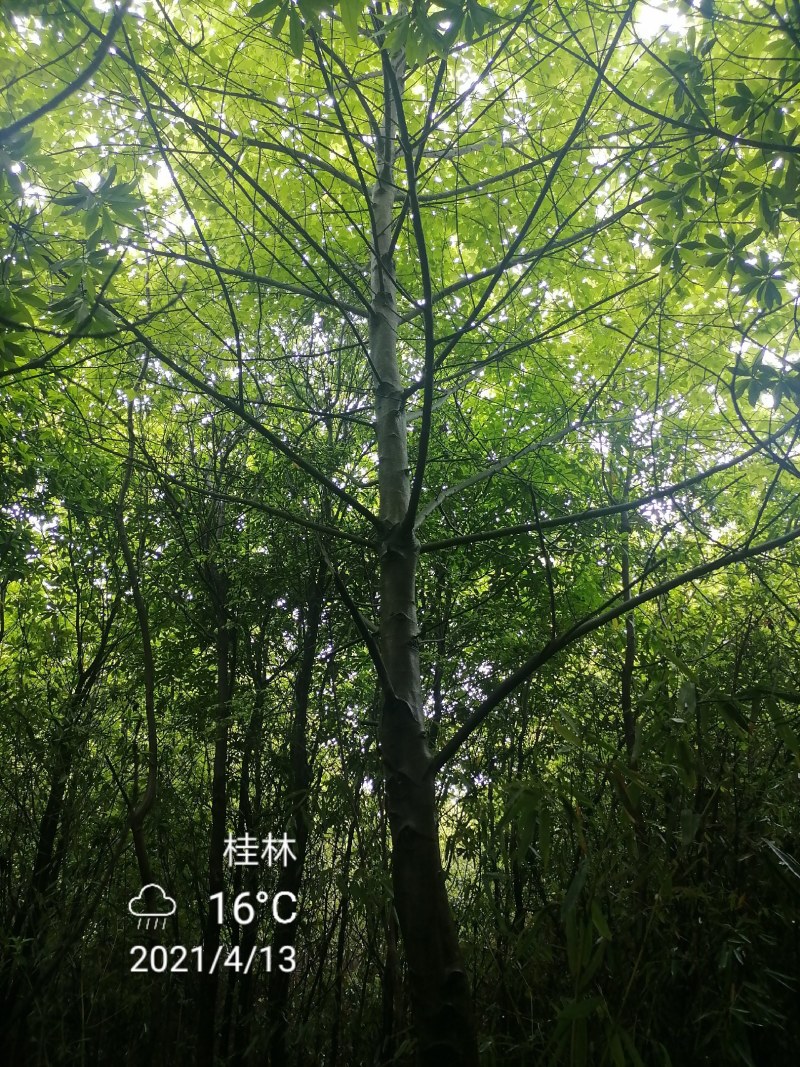 枫香，10-30公分枫香长期供应！山货地苗都有！