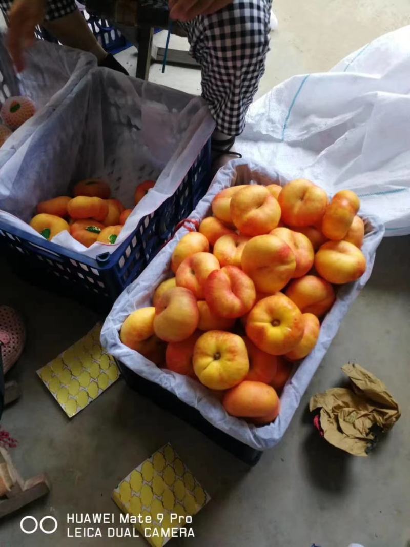 暖棚油蟠桃批发，陕西油蟠桃直发，油蟠桃基地价格