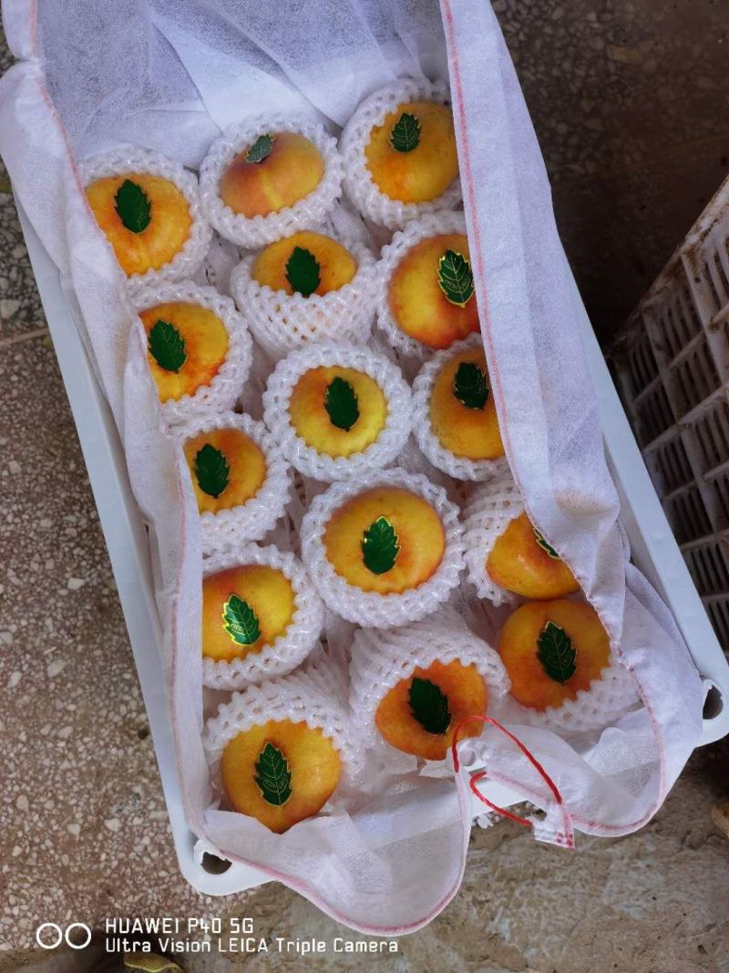 暖棚油蟠桃批发，陕西油蟠桃直发，油蟠桃基地价格