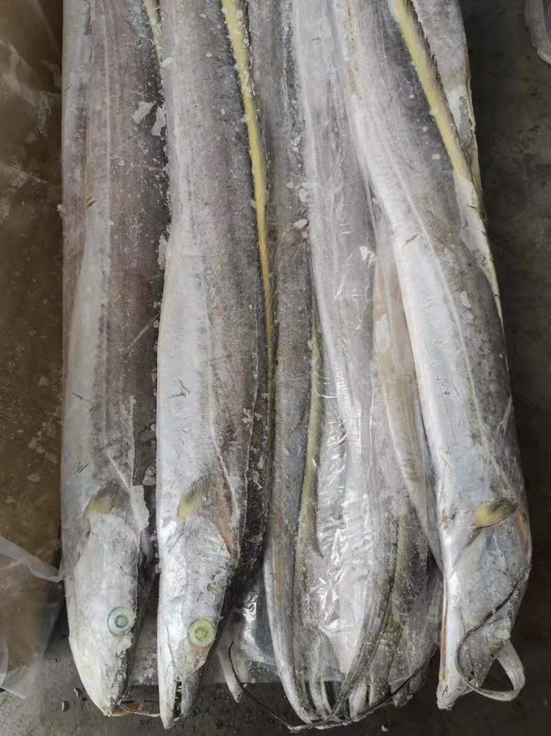 斯里兰卡钓带鱼5-7全国冷链物流配送