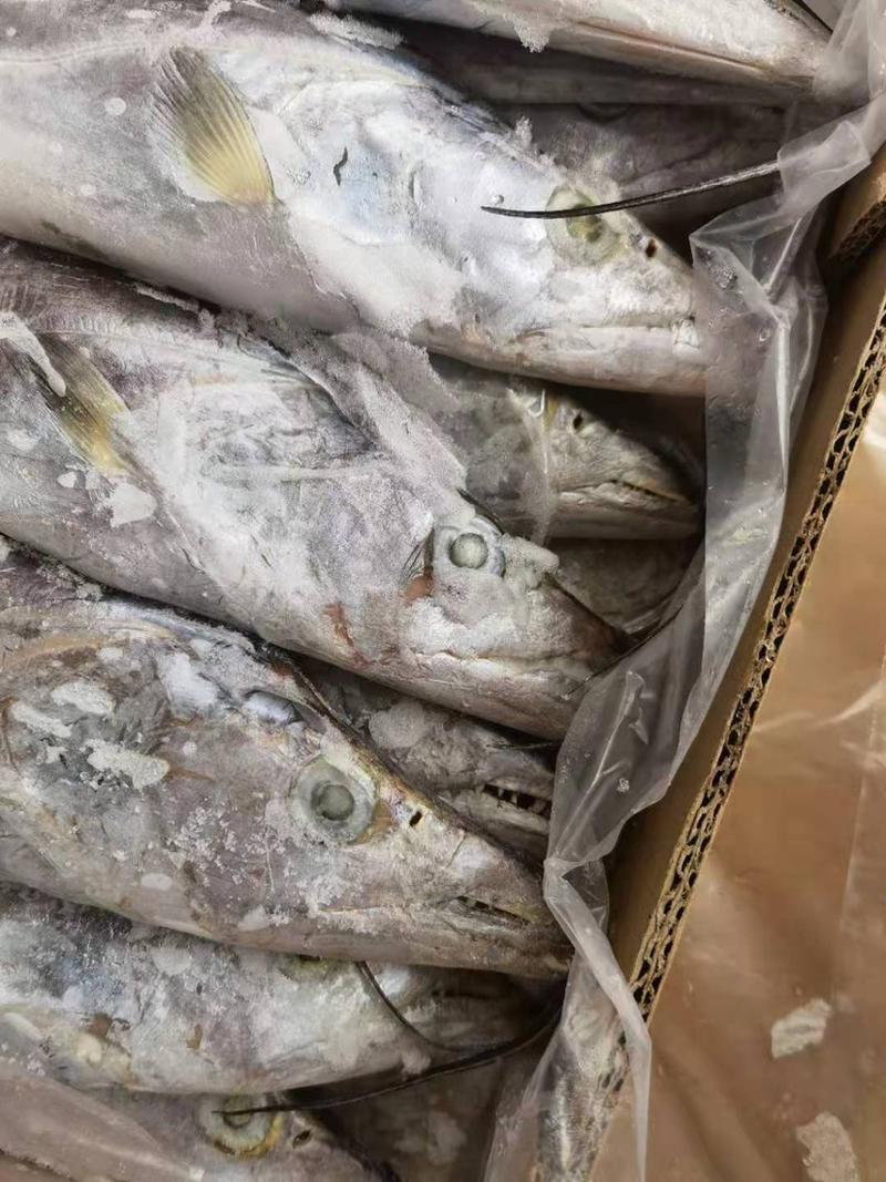 斯里兰卡钓带鱼5-7全国冷链物流配送