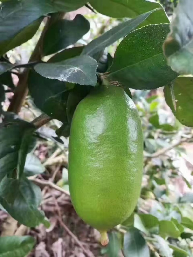 台湾无核香水柠檬苗：叶色青秀，根系发达，结果多