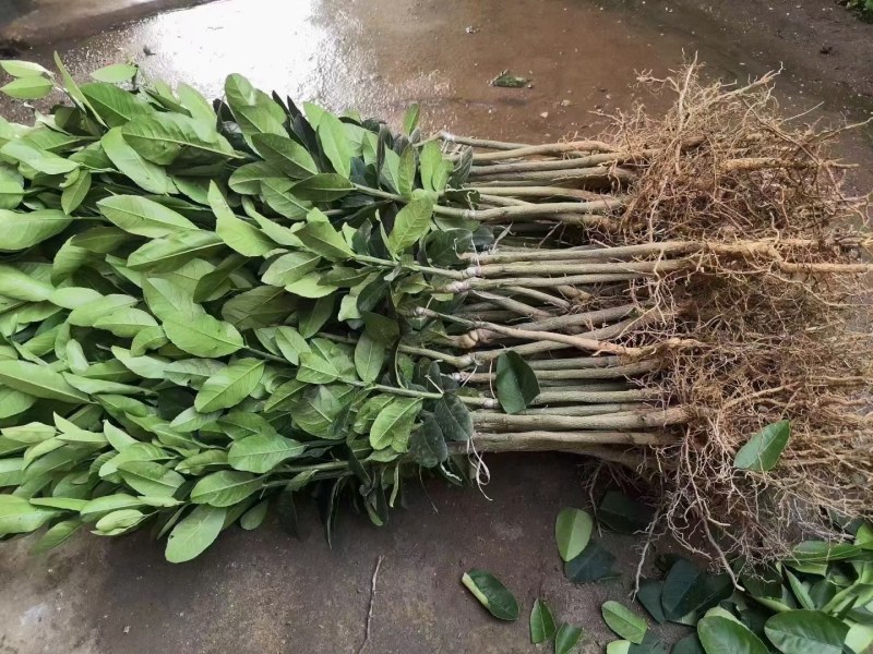 台湾无核香水柠檬苗：叶色青秀，根系发达，结果多