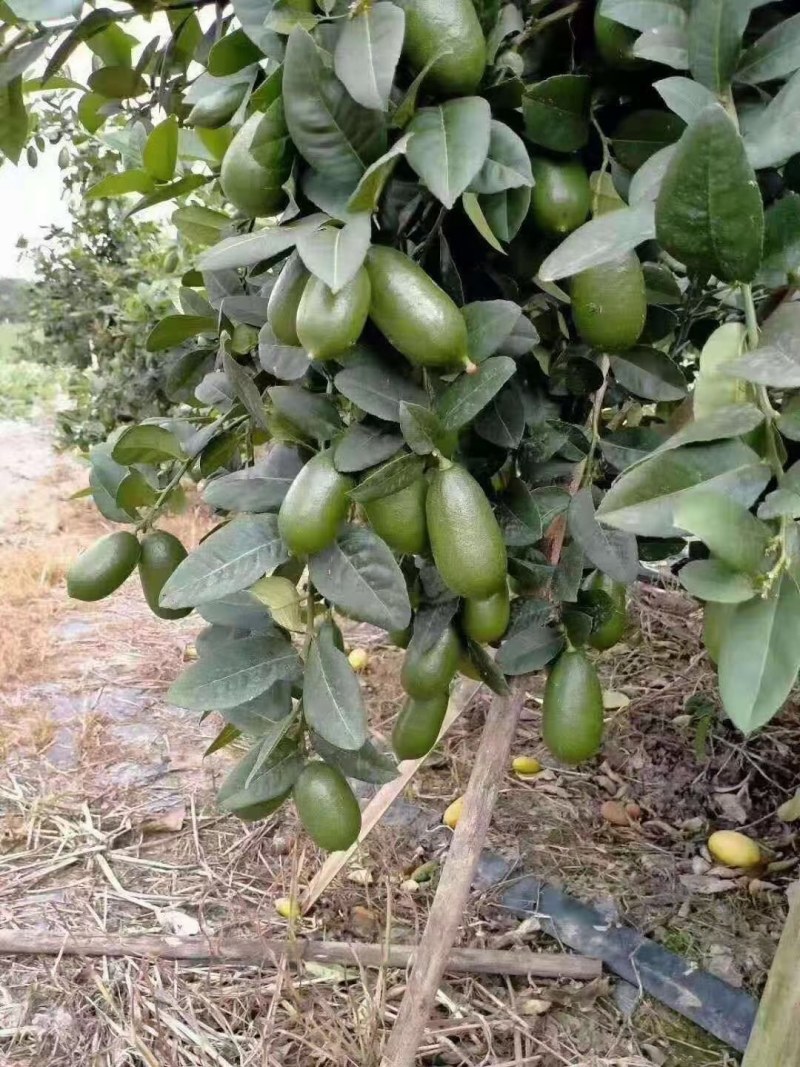 台湾无核香水柠檬苗：叶色青秀，根系发达，结果多