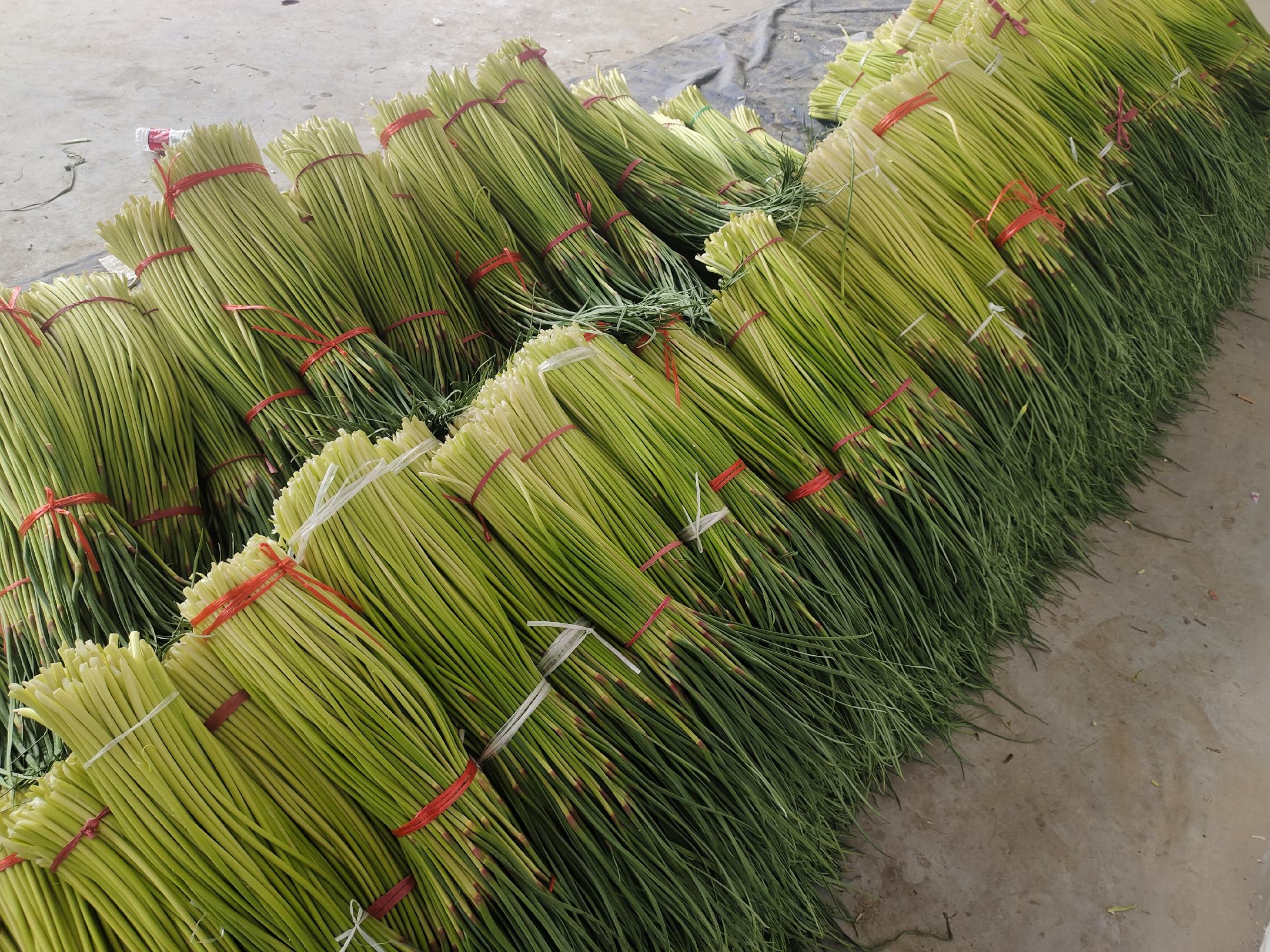 农贸市场摊位上成捆摆放的新鲜蒜薹