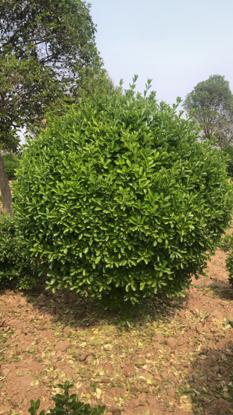 精品冬青球，黄杨球，大叶黄杨球，各种规格80~2米冠幅